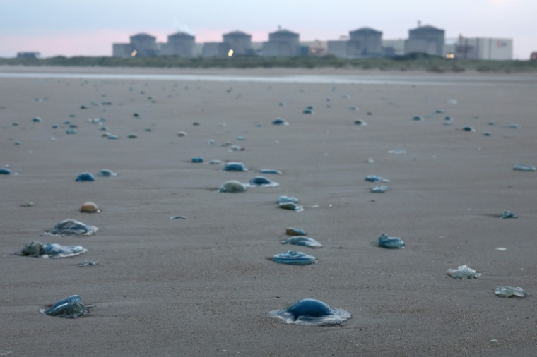 Les méduses sur la plage proche de la centrale nucléaire de Gravelines, le 12 août 2025 ( AFP / Sameer AL-DOUMY )