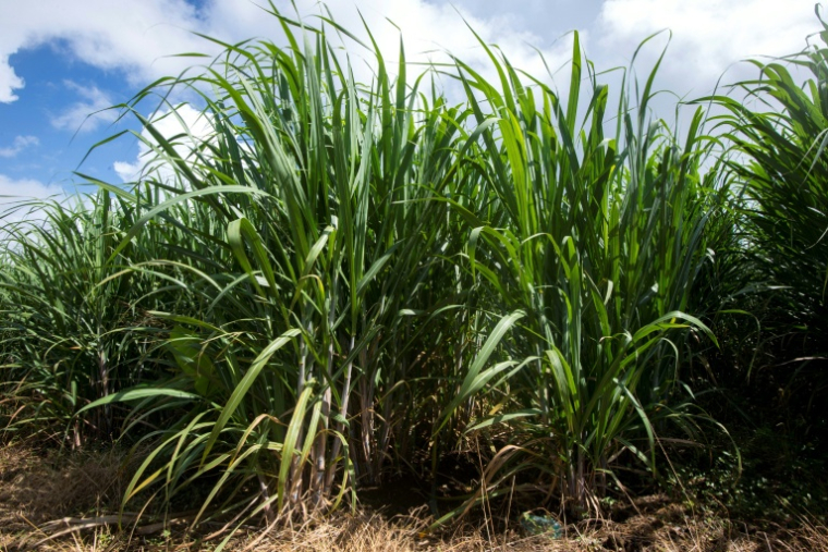 Les parcelles de canne occupent près de 50% des sols agricoles ( AFP / Helene Valenzuela )