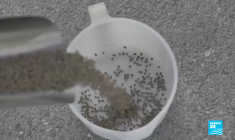 Le chanvre, un allié pour réduire le CO2 ?