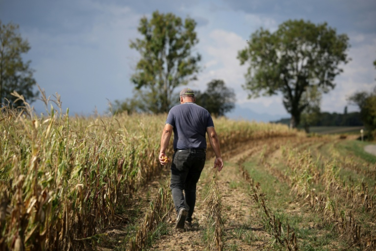 L'agriculteur Sébastien Maylin montre un épi de maïs dans l'un de ses champs à Bazordan, dans le sud-ouest de la France, le 24 août 2026  ( AFP / Valentine CHAPUIS )