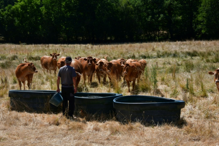 L'éleveur Pascal Mareix donne de l'eau à ses vaches à Mazeirat, le 7 juillet 2026 dans la Creuse ( AFP / PASCAL LACHENAUD )