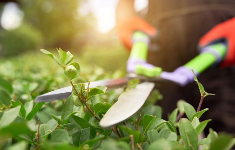 Le printemps est la saison idéale pour cultiver son jardin et se préparer un bel été. ( crédit photo : Shutterstock )