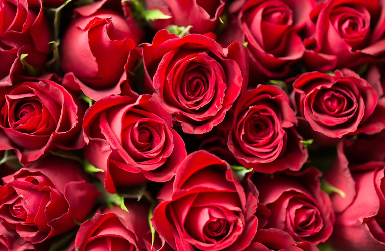 Offrir des roses rouges à la Saint-Valentin est une tradition. (illustration) (Pixabay / Pexels)