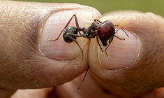 L'entomologiste Dr Dino Martins montre une fourmi moissonneuse géante d'Afrique, dans le sanctuaire de Silole, à Kajiado au Kenya, le 13 mai 2026 ( AFP / SIMON MAINA )