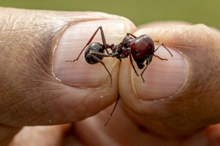 L'entomologiste Dr Dino Martins montre une fourmi moissonneuse géante d'Afrique, dans le sanctuaire de Silole, à Kajiado au Kenya, le 13 mai 2026 ( AFP / SIMON MAINA )