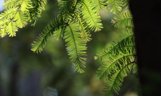 Par le passé, un document a déjà été édité pour une habitante de Thiaucourt-Regniéville (Meurthe-et-Moselle) afin de protéger un platane remarquable de 150 ans. (Lancier / Pixabay)