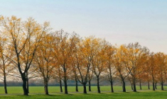 La loi de finances pour 2023 consolide l’investissement dans un Groupement forestier d’investissement – GFI