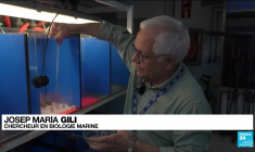 Espagne : "Gorgone", le corail qui résiste au changement climatique