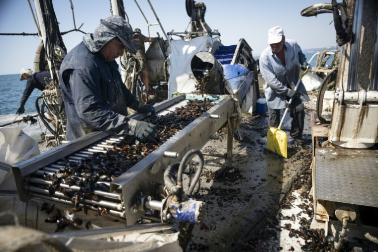 Nayden Stanev trie des moules sur le convoyeur d’un navire de récolte près du cap Kaliakra, côte nord bulgare de la mer Noire, 18 août 2025 ( AFP / Nikolay DOYCHINOV )