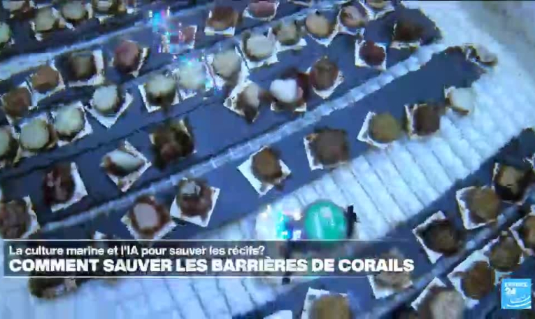 La culture marine et l'IA à la rescousse des récifs coralliens