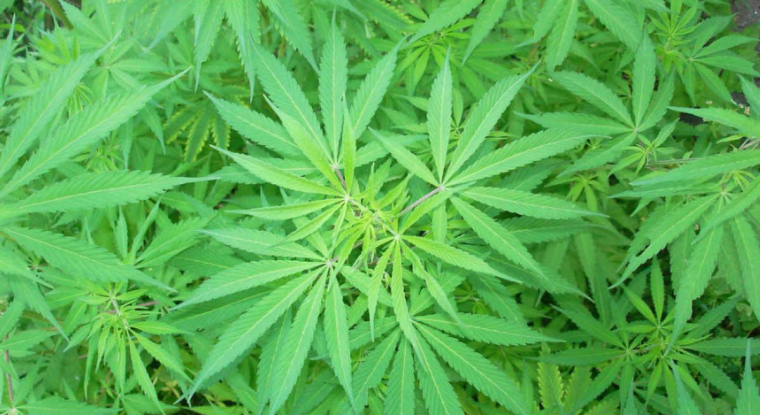 Après l'engouement de 2018, certaines actions ont vécu une véritable descente aux enfers. (© Tilray)