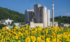 Tournesols devant l'usine du cimentier Holcim à Eclepens