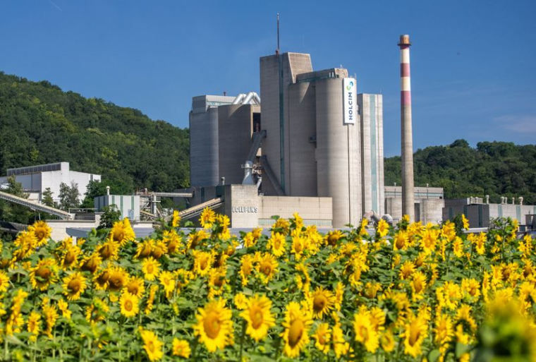 Tournesols devant l'usine du cimentier Holcim à Eclepens