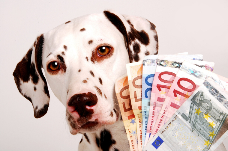 La valeur d’une vie de chien est de l’ordre de 10 000 dollars. (crédit : Adobe Stock)