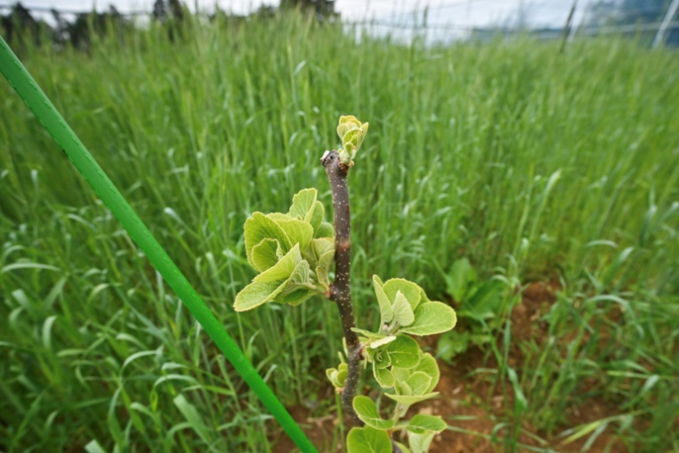 Un plant de kiwis dans la ferme de l'entreprise ReFruits, à quelques kilomètres de la centrale nucléaire sinistrée de Fukushima, le 24 avril 2025 à Okuma, au Japon ( AFP / Richard A. Brooks )
