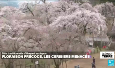 Hanami au Japon : la floraison des cerisiers de plus en plus précoce