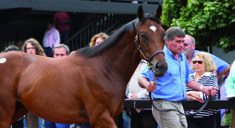 En 2014, les ventes de Deuville avaient totalisé 39 millions d’euros, avec un prix moyen de 146 998 euros. (Arqana)