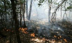 Des flammes se propagent dans les sous-bois lors d'un incendie dans la forêt de Fontainebleau, à Achères-la-Forêt, le 13 juillet 2026 en Seine-et-Marne ( AFP / Thomas SAMSON )