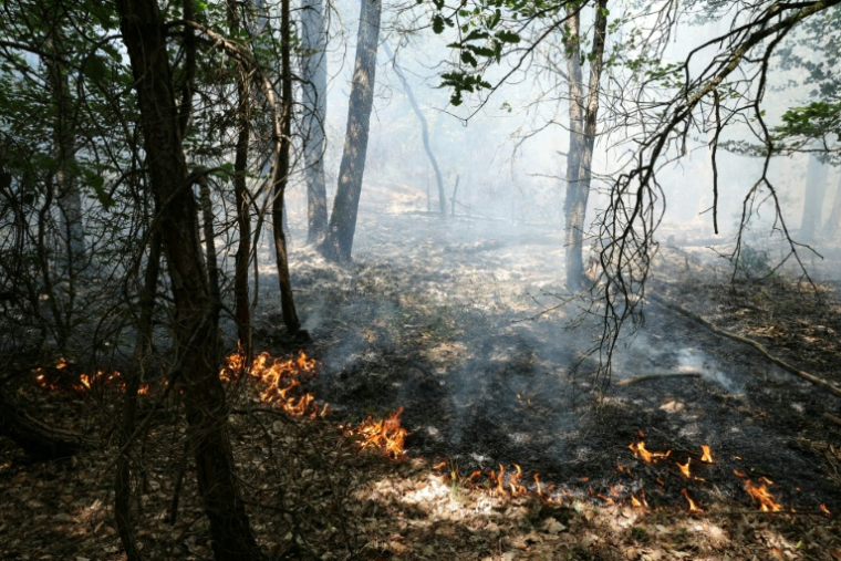 Des flammes se propagent dans les sous-bois lors d'un incendie dans la forêt de Fontainebleau, à Achères-la-Forêt, le 13 juillet 2026 en Seine-et-Marne ( AFP / Thomas SAMSON )