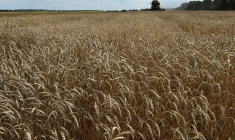 CÉRÉALES: L'UKRAINE S'ATTEND À ACCUEILLIR UN PREMIER NAVIRE VENDREDI, SELON OFFICIEL