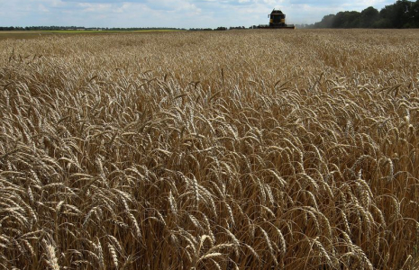 CÉRÉALES: L'UKRAINE S'ATTEND À ACCUEILLIR UN PREMIER NAVIRE VENDREDI, SELON OFFICIEL