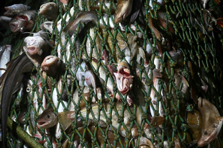Des poissons pris dans le filet d'un chalutier au large de la côte sud-ouest de l'Angleterre, le 4 février 2021 ( AFP / BEN STANSALL )