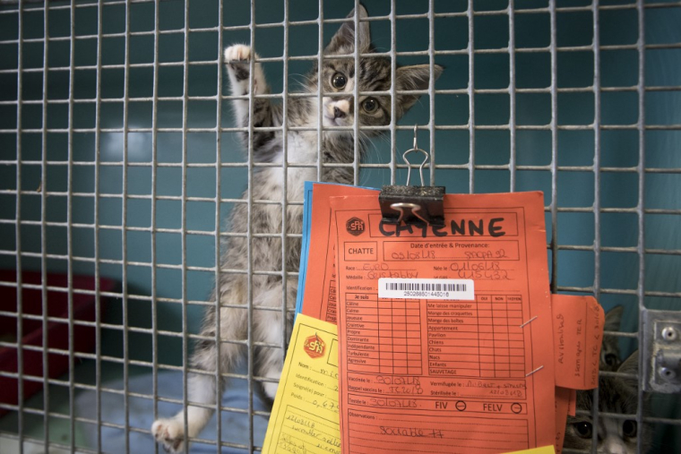 Un chaton à la SPA de Gennevilliers en 2018. ( AFP / JOEL SAGET )