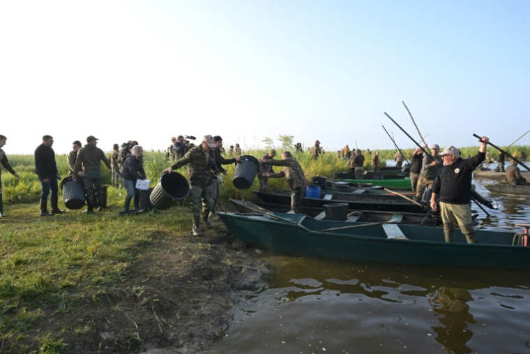 Des chasseurs s'organisent avant de ramasser des cadavres d'oiseaux fauchés par l'épizootie de botulisme aviaire qui touche plusieurs zones humides de Loire-Atlantique, le 26 juillet 2025 dans le marais de Brière près de Trignac ( AFP / Damien MEYER )