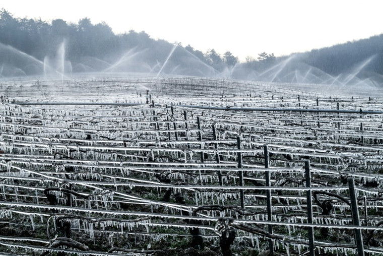 Des asperseurs diffusent de l'eau qui, en gelant, protège les bourgeons d'une coque de glace dans des vignes près de Chablis où les températures sont tombées à - 6°C, le 27 mars 2026 ( AFP / ARNAUD FINISTRE )