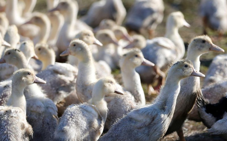 FRANCE: UN DEUXIEME FOYER DE GRIPPE AVIAIRE DÉTECTÉ DANS LE DÉPARTEMENT DU NORD