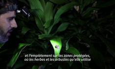 Nocturne et amatrice de café: une nouvelle espèce de grenouille découverte au Costa Rica