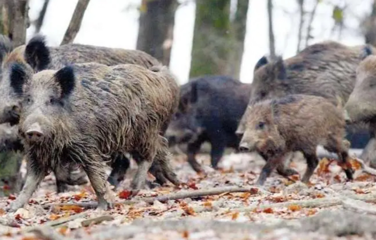 Des sangliers détruisent un terrain en Allemagne