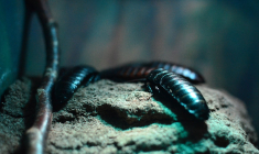 Le locataire refuse la désinsectisation, son propriétaire l’attaque en justice (Crédit Photo: Jesper Aggergaard - Unsplash)