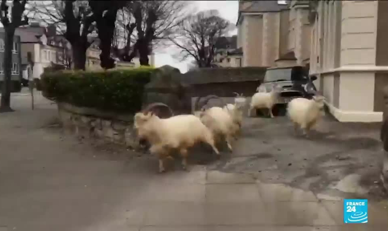 Pays-de-Galles : prolifération de chèvres à  Llandudno