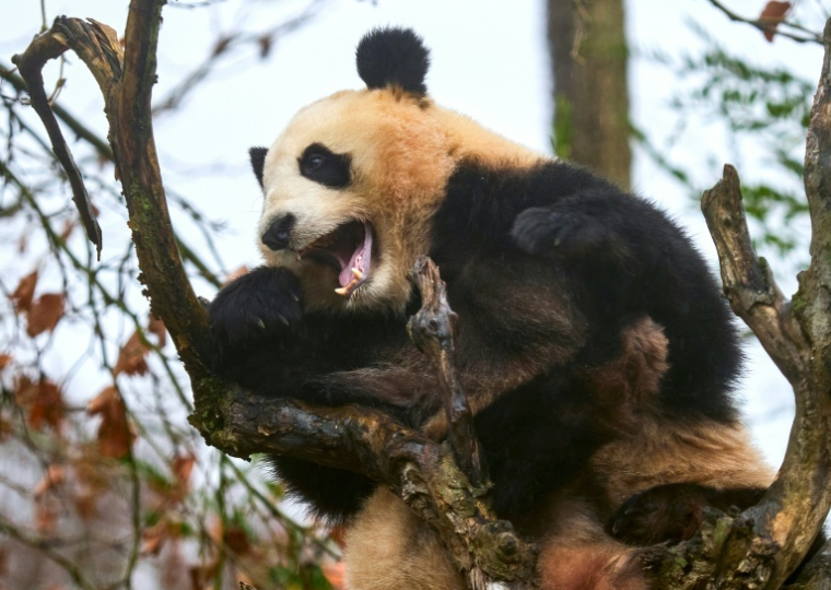 L'une des deux jumelles panda, Yuandudu, au zoo de Beauval à Saint-Aignan dans le Loir-et-Cher le 23 novembre 2025 ( AFP / GUILLAUME SOUVANT )