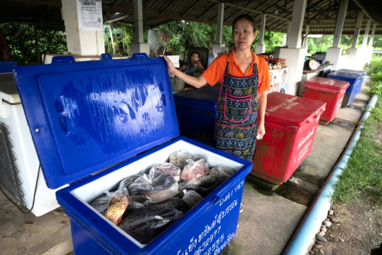 La commerçante Buakhlee Srisawat montre sa marchandise sur un petit marché aux poissons près de Chiang Saen, le 4 juin 2026 (  / Lillian SUWANRUMPHA )