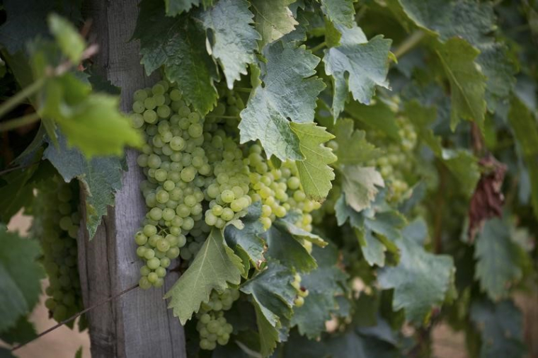 UN PLUS BAS HISTORIQUE ATTENDU POUR LA PRODUCTION VITICOLE FRANÇAISE