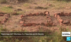 Centrafrique : une paix encore fragile