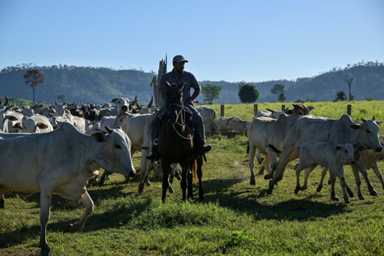 Un éleveur conduit du bétail à Sao Felix do Xingu, en Amazonie brésilienne, le 18 juin 2025 ( AFP / Nelson ALMEIDA )