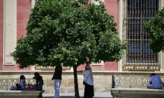 Des personnes se protègent de la chaleur à l'ombre d'un arbre pendant la vague de chaleur extrême qui frappe Séville en Espagne, ville où les températures dépassent les 40°C, le 12 août 2025 ( AFP / CRISTINA QUICLER )