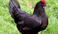 Les poules noires de Janzé sont utilisés dans la filière bio pour protéger les vergers ( Crédits : Yann Gwilhoù )