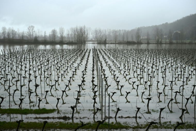 Des vignes inondées à Langoiran, en Gironde, le 17 février 2026 ( AFP / Gaizka IROZ )