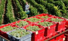 Vendanges en Champagne (France)