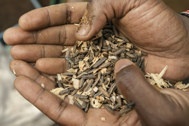 Robert Mwangi, fondateur de Nawiri Organics, qui produit et distribue des engrais biologiques, présente un échantillon de pupes matures de mouches soldat noires en train de se métamorphoser en mouches adultes dans leur ferme, dans la circonscription de Njoro, comté de Nakuru, au Kenya, le 30 juillet 2026. ( AFP / Tony KARUMBA )