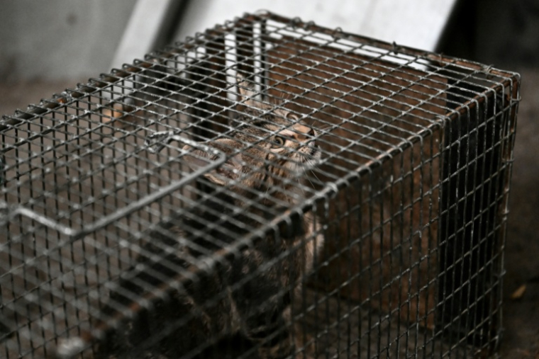 Un chat errant capturé dans une cage à Floirac en Gironde le 22 septembre 2026 ( AFP / Christophe ARCHAMBAULT )