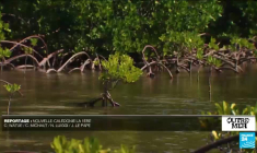 Guadeloupe : les urgences du CHU au bord de l'implosion