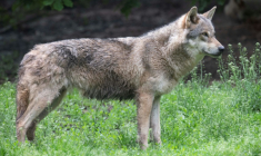 Les eurodéputés votent jeudi 8 mai sur le déclassement du statut du loup, qui sera désormais sur le territoire de l'UE un espèce "protégée" et non plus "strictement protégée" ( AFP / THOMAS KIENZLE )