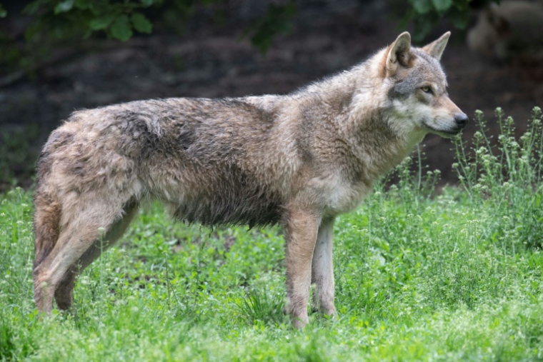 Les eurodéputés votent jeudi 8 mai sur le déclassement du statut du loup, qui sera désormais sur le territoire de l'UE un espèce "protégée" et non plus "strictement protégée" ( AFP / THOMAS KIENZLE )