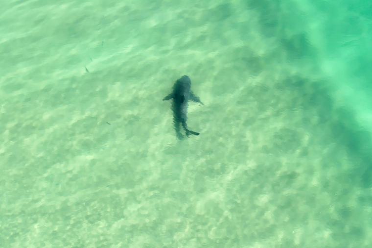 Image tirée d'une vidéo prise le 14 novembre 2020 et fournie par le Service australien des véhicules aériens sans pilote (AUAVS) le 13 octobre 2025, montrant un requin nageant le long d'une plage près de Lennox Head, dans le nord de la Nouvelle-Galles du Sud, en Australie ( AUSTRALIAN UNCREWED AERIAL VEHICLE SERVICE (AUAVS) / Handout )