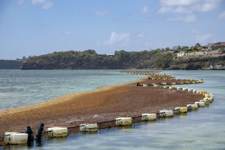 Des sargasses interceptées au large du François, en Martinique, par des barrages flottants, le 19 avril 2023 ( AFP / Olivier MORIN )